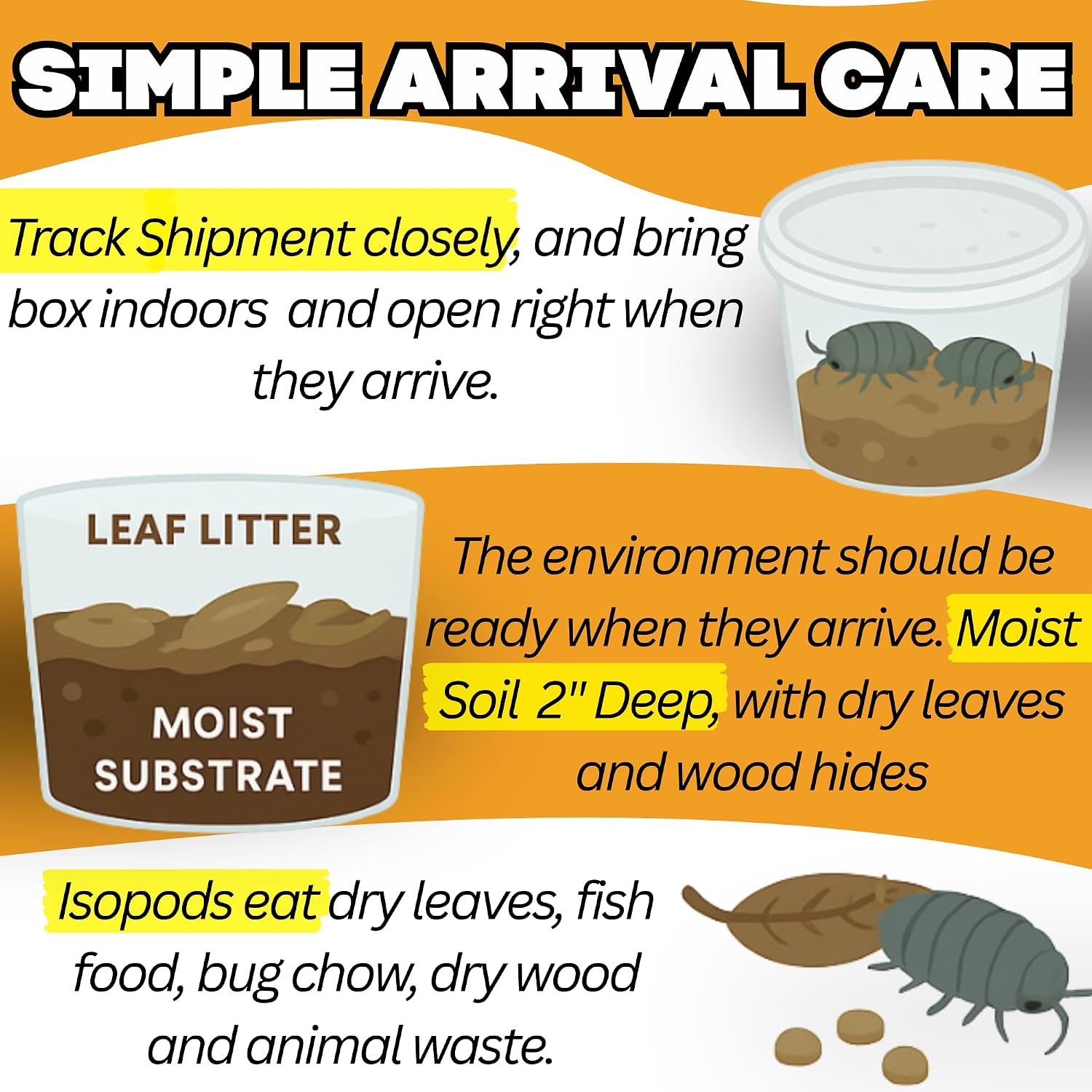Live 10ct Powder Orange Cream Isopods (Porcellionides Pruinosus) Cleanup Crew & Reptile Food - by TC INSECTS - Image 8