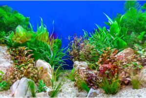 Aquarium Background Green Aquatic P...
