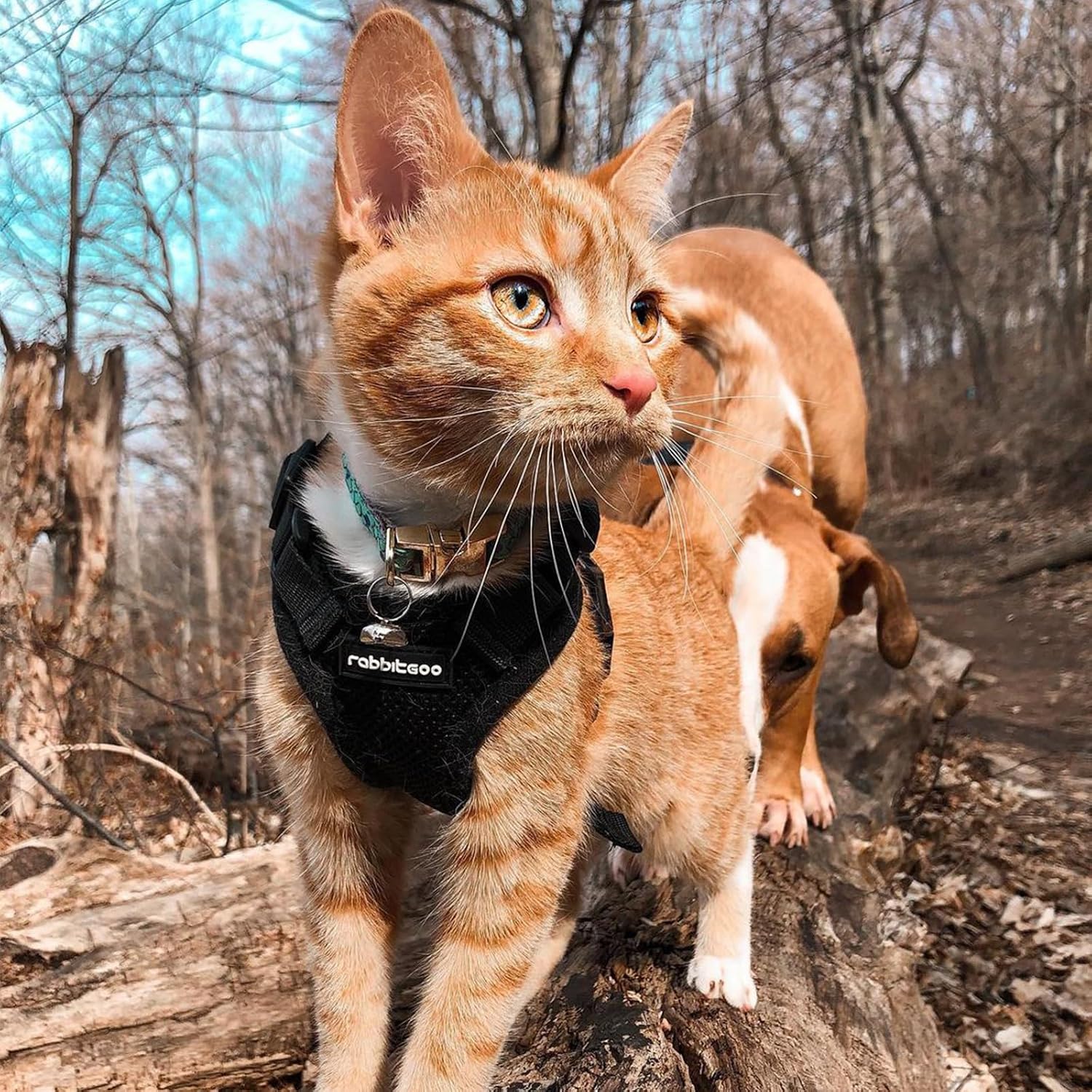 rabbitgoo Cat Harness and Leash Set, Escape Proof Vest, Black | Soft Breathable Mesh, Easy Adjustable Fit, Snap Buckles, Sturdy Clip, Reflective Strips, for Small & Average Cats Walks, Xs - Image 9