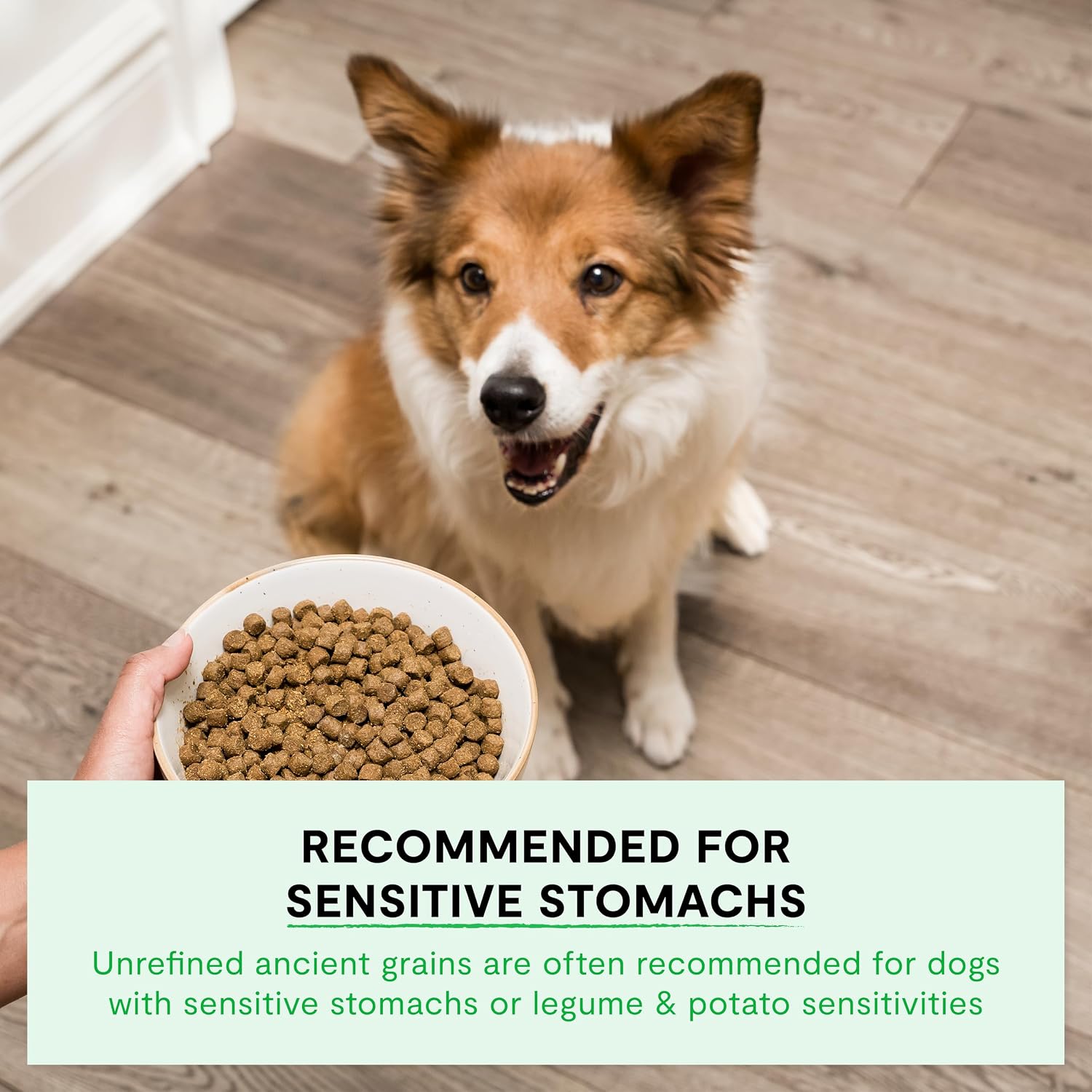 Open Farm, Ancient Grains Dry Dog Food, Protein-Rich & Nutrient Dense, 90% Animal Protein Mixed with Non-GMO Fruits, Veggies and Superfoods, Wild Caught Salmon Recipe, 22lb Bag - Image 4