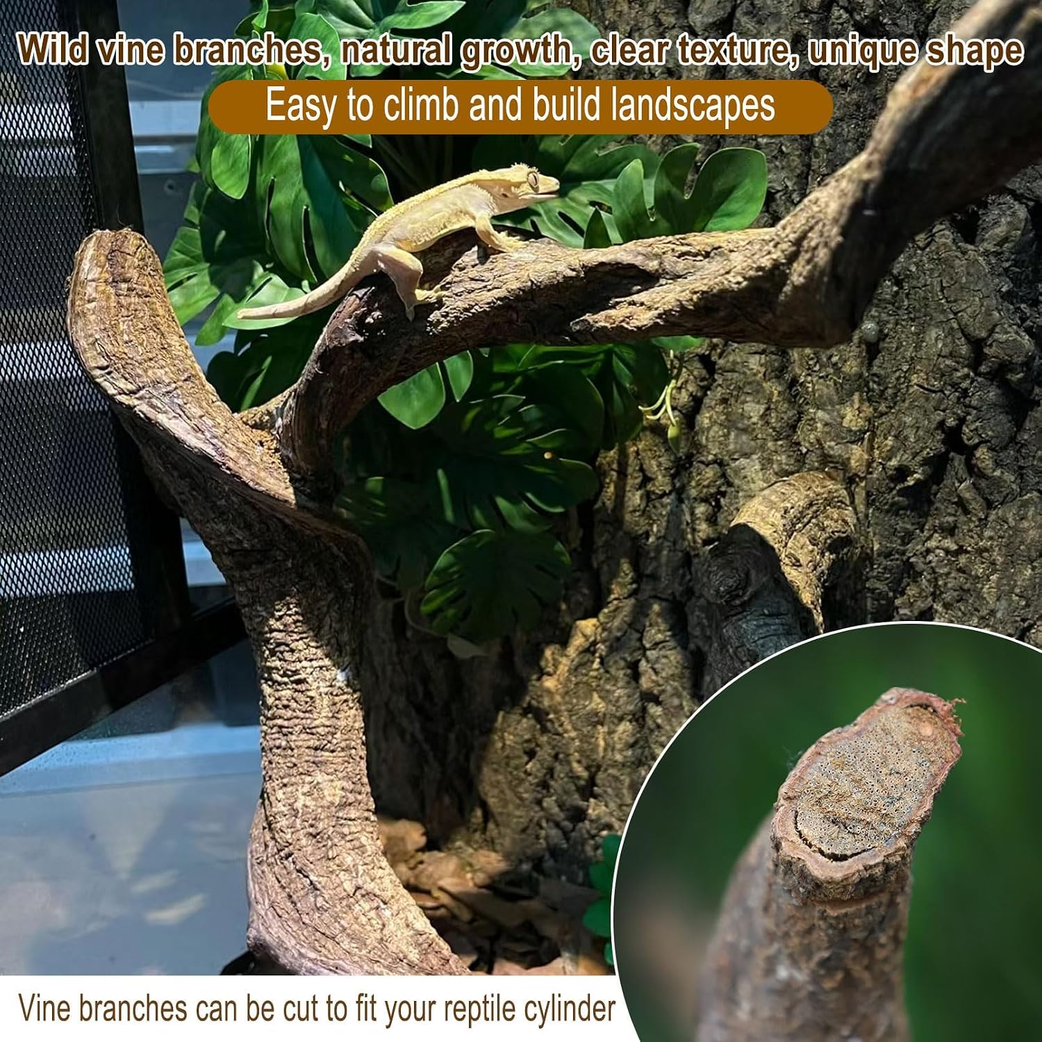 Reptile Decor 3PCS Natural Forest Branch Terrarium Habitat Decoration Lizard Climbing Tree Branch for Bearded Dragon Gecko Snake Frog Chameleon Spider - Image 3
