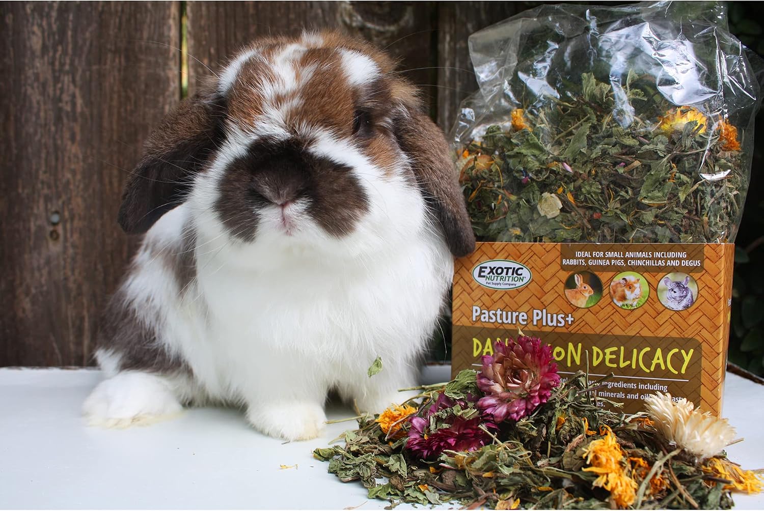 Exotic Nutrition Pasture Plus+ Dandelion Delicacy - Healthy Natural High-Fiber Dried Flower Treat - Guinea Pigs, Rabbits, Chinchillas, Prairie Dogs, Degus, Hamsters, Gerbils & Other Small Pets - Image 5