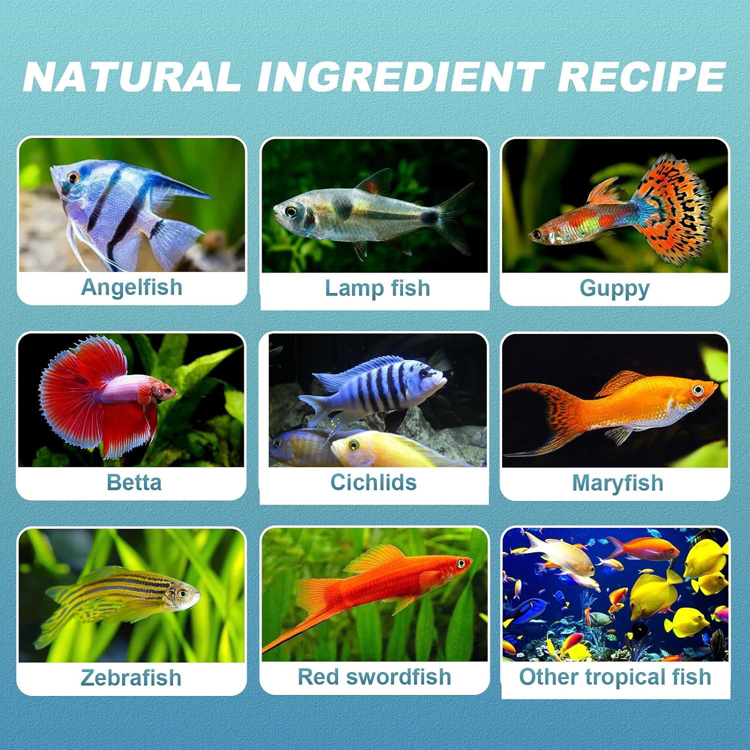 8 OZ Ultrathin Tropical Fish Flakes - High Protein with Krill & Spirulina for Betta, Guppies, Tetra, Angelfish, Color Enhancing Fast Growth Formula - Image 7