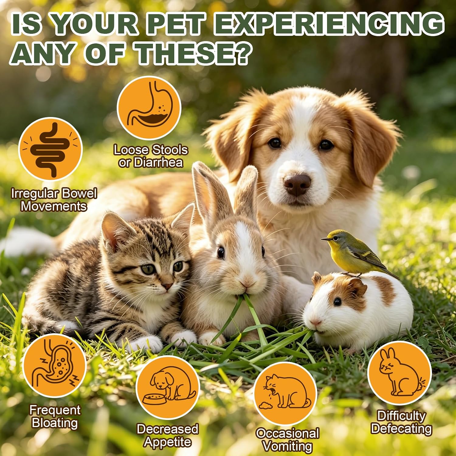 Pet Digestive Supplement, Healthy Stool Support Drops for Dogs, Cats, Birds, Guinea Pigs & Rabbits, Natural Herbs Liquid for Gut Health, Stool Consistency & Sensitive Stomach - 1 oz - Image 2