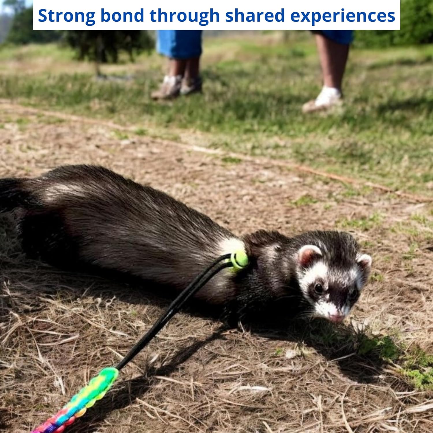 Ferret Leash Harness Adjustable Squirrel, Ferret Leash and Harness Sets for Ferrets Guinea Pig Chinchilla Rat Dragon Bearded Small Animal, Pet Squirrel Ferrets Accessories (Pink) - Image 5