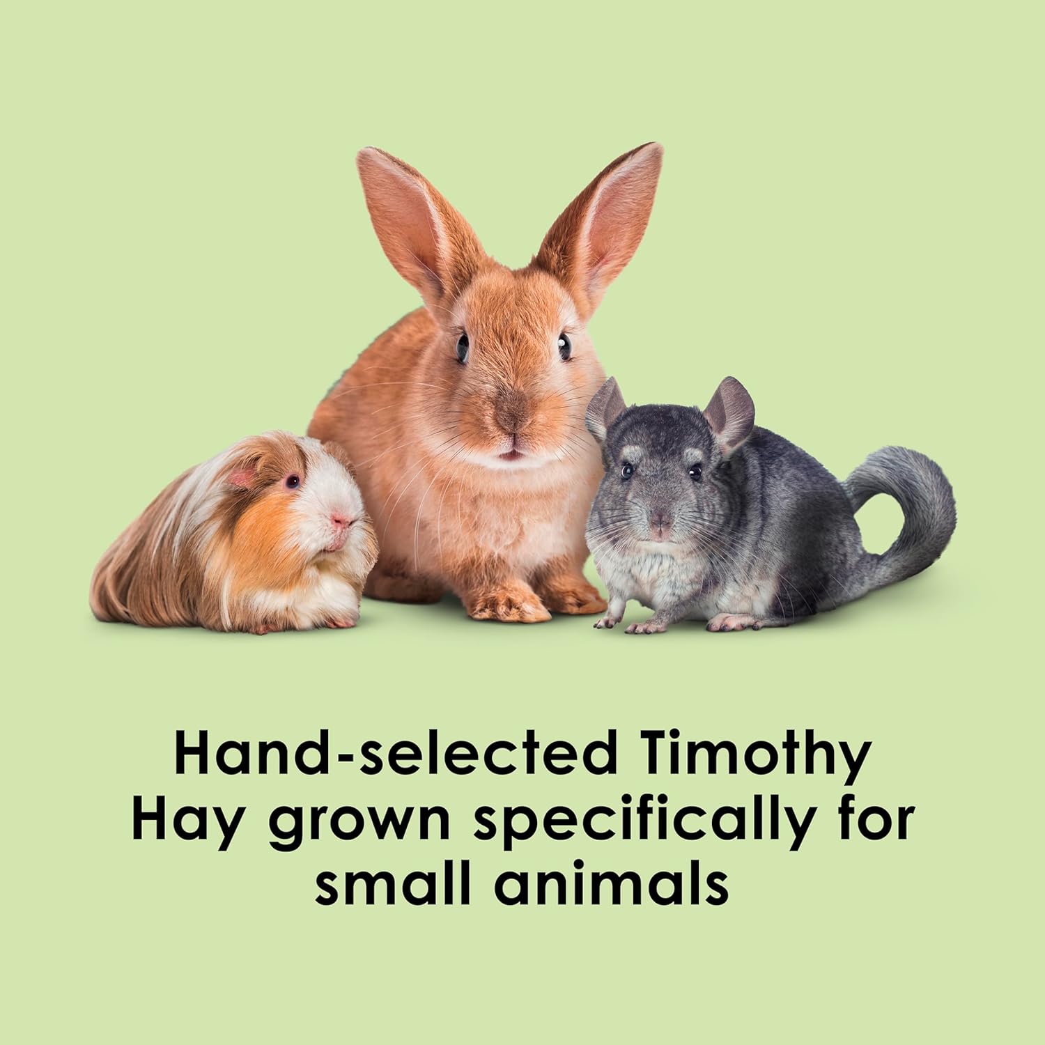 Kaytee Timothy Hay, High Fiber, Grown Specifically for Small Animals, Rabbits, Guinea Pigs, Chinchillas, Ideal Bulk Order for Small Pets, 3 Pounds - Image 2