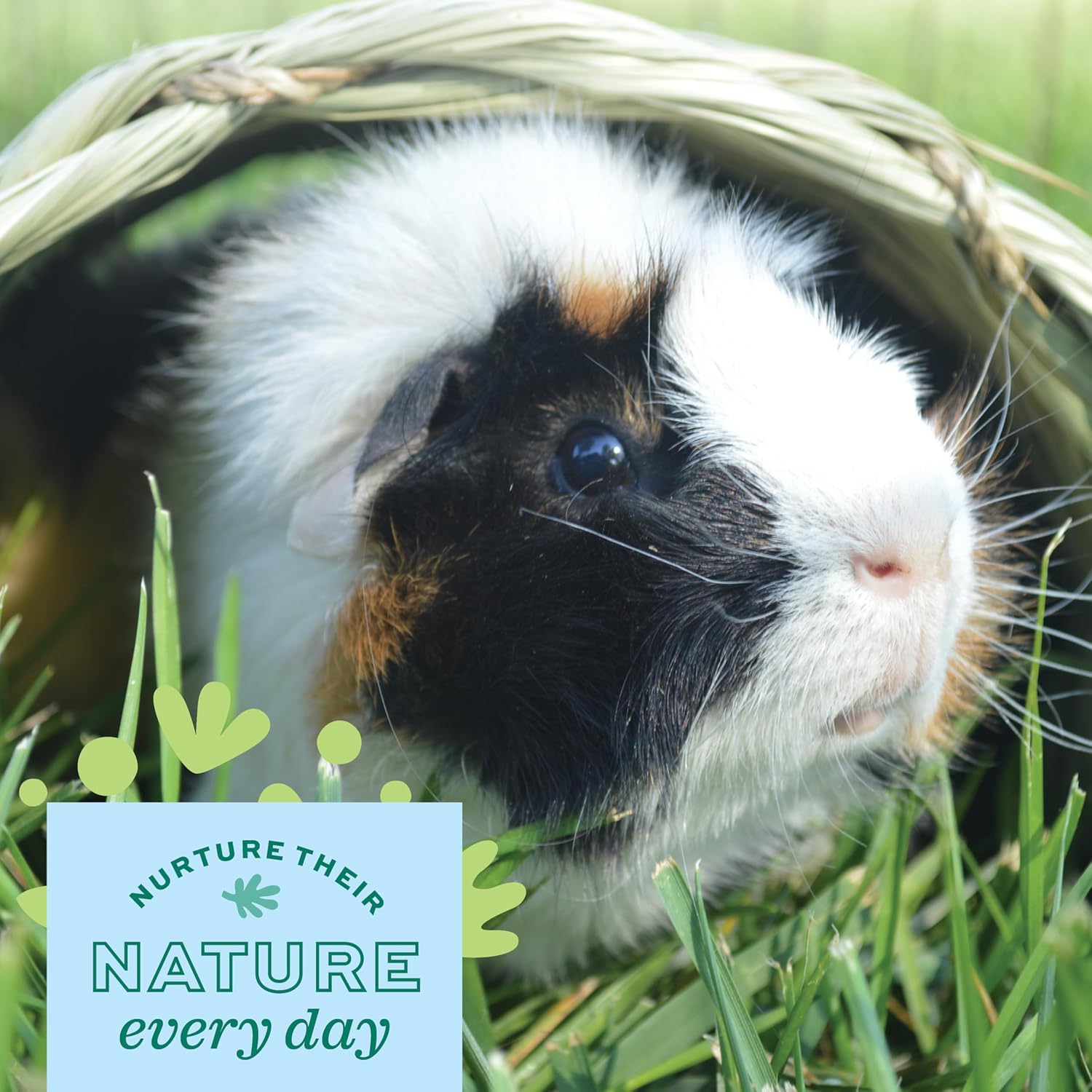 Oxbow Timothy Hay Tunnel, Guinea Pig Hideout, Rabbit & Bunny Tunnel, Edible & Hand-Woven Guinea Pig House, No Wires or String, Small Pet Accessories, for Rabbits, Chinchillas & Rats - Image 4