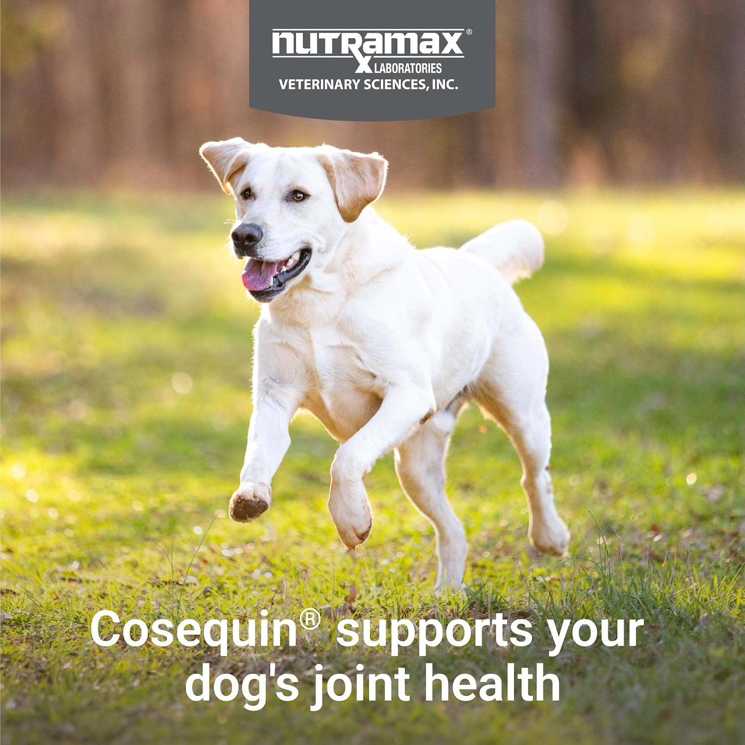 Nutramax Cosequin for Dogs Joint Health Supplement, Contains Glucosamine for Dogs, Plus Chondroitin and MSM, Supports Healthy Joints, Chewable Tablets, 60 Count - Image 4