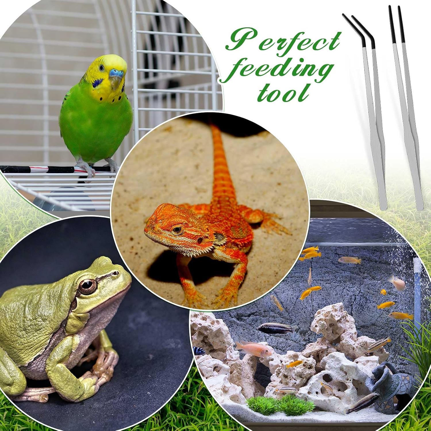 Lasnten 2 Pcs Extra Long Stainless Steel Reptile Feeding Tongs with Rubber Tip 15 Inch Bearded Dragon Aquarium Straight and Curved Long Tweezer Terrarium Feeder Tool for Tank(Silver) - Image 7