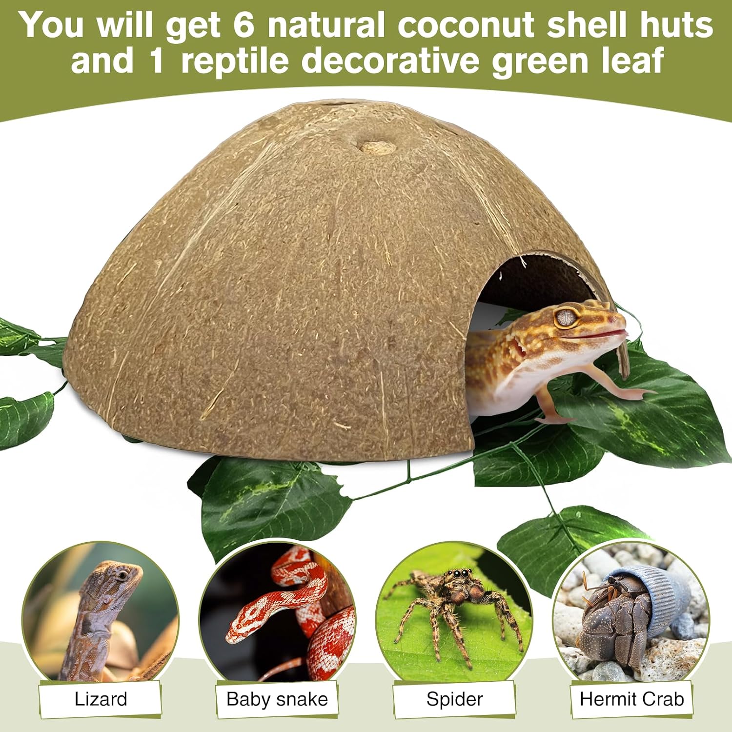 Hamiledyi 7 Pcs Reptile Hideouts Natural Coconut Shells Hut Leopard Gecko Tank Accessories for Aquarium Fish Hermit Crab Hide Cave Small Snake Tarantulas Lizard Chameleon (Without Fiber) - Image 8