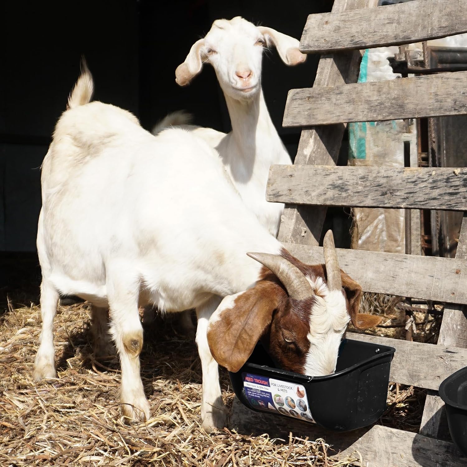 Goovilla Chicken Feeder Waterer, Hanging or Screw-in Fence Feeders with Clips, 2 Pack 5 Quart Goat Feeding Supplies, Duck Piglet Sheeple Coop Dog Livestock Poultry Plastic Feeder Trough Bucket, Black - Image 6