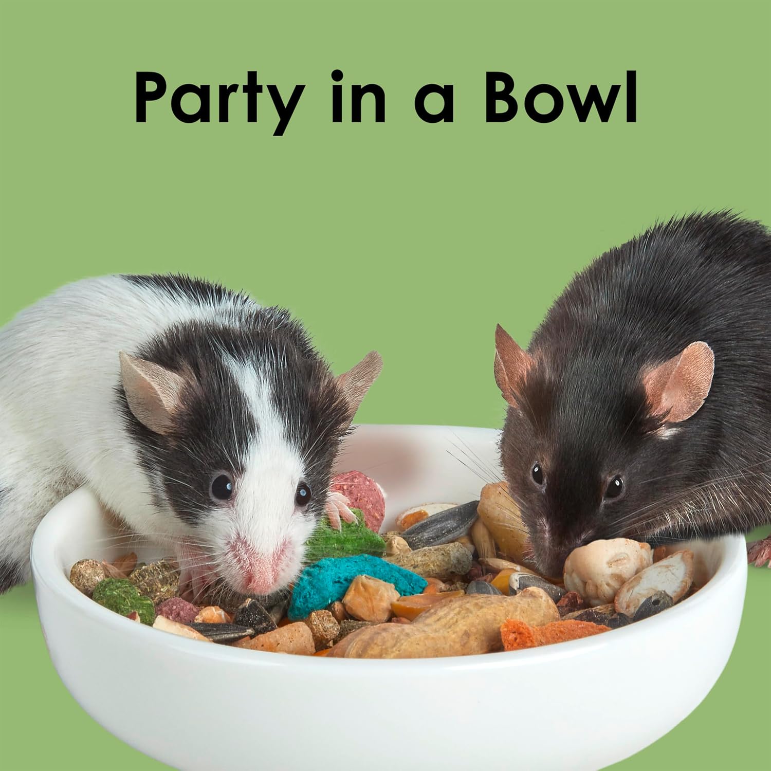 Kaytee Fiesta Mouse & Rat Food, Nutritious and Fun Blend, Supports Dental Health and Digestion, 2 pounds - Image 10