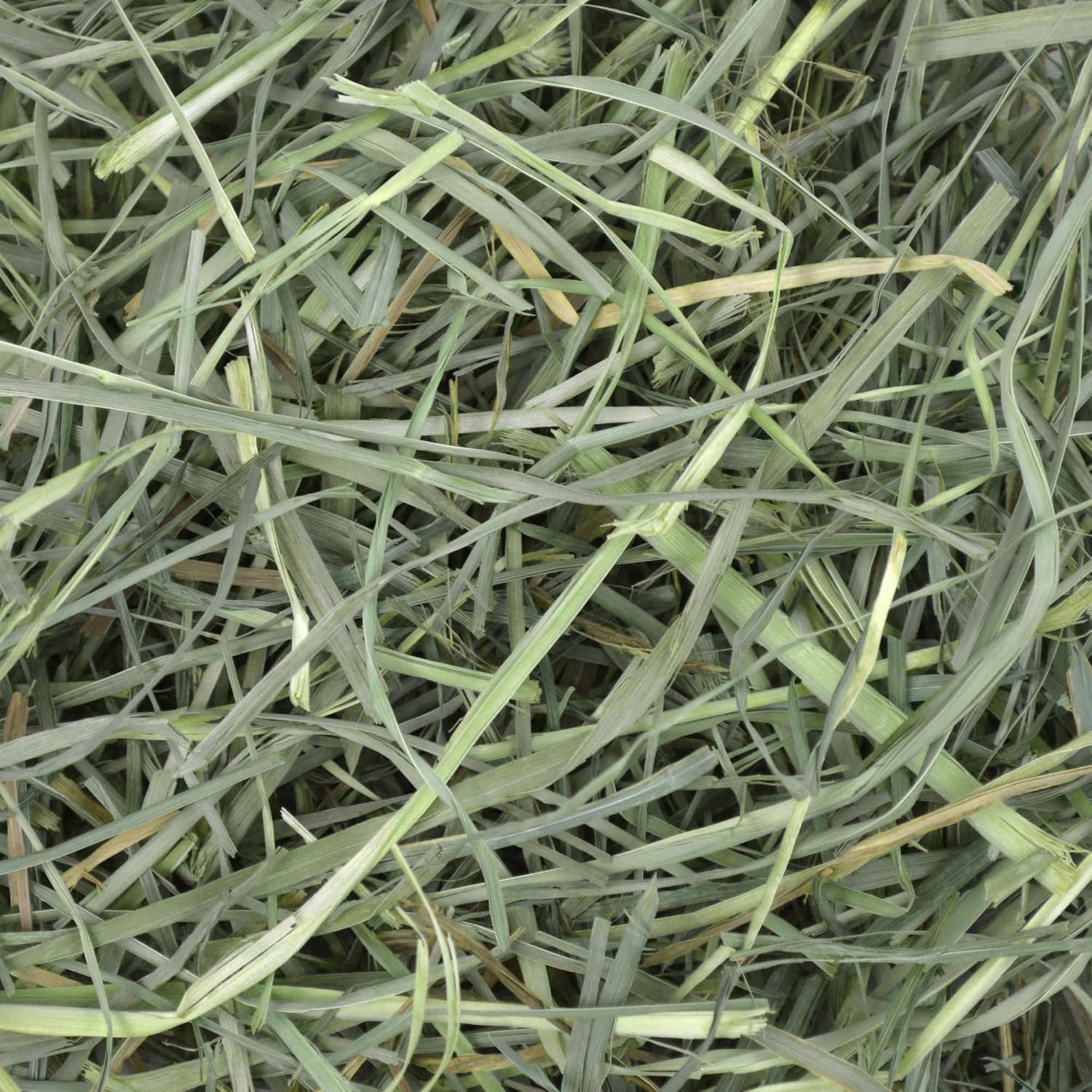 Oxbow Animal Health Orchard Grass, Guinea Pig Hay, Rabbit Hay, Small Pet Bunny Supplies, All Natural Grass for Guinea Pig, Bunny, Chinchilla & Hamster, Oxbow Rabbit Supplies for Bunnies, 9 lb. box - Image 6