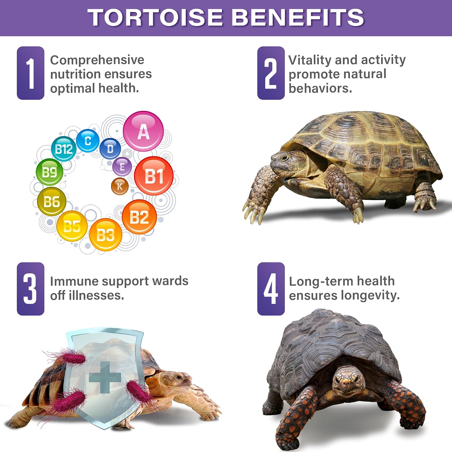 Gargeer Bounce Back Tortoise Immune & Recovery Support Powder Supplement 3oz, Electrolytes, Vitamin C & Immune Support for Sulcata, Red Foot & All Tortoise Species. Made in the USA. Enjoy! - Image 4