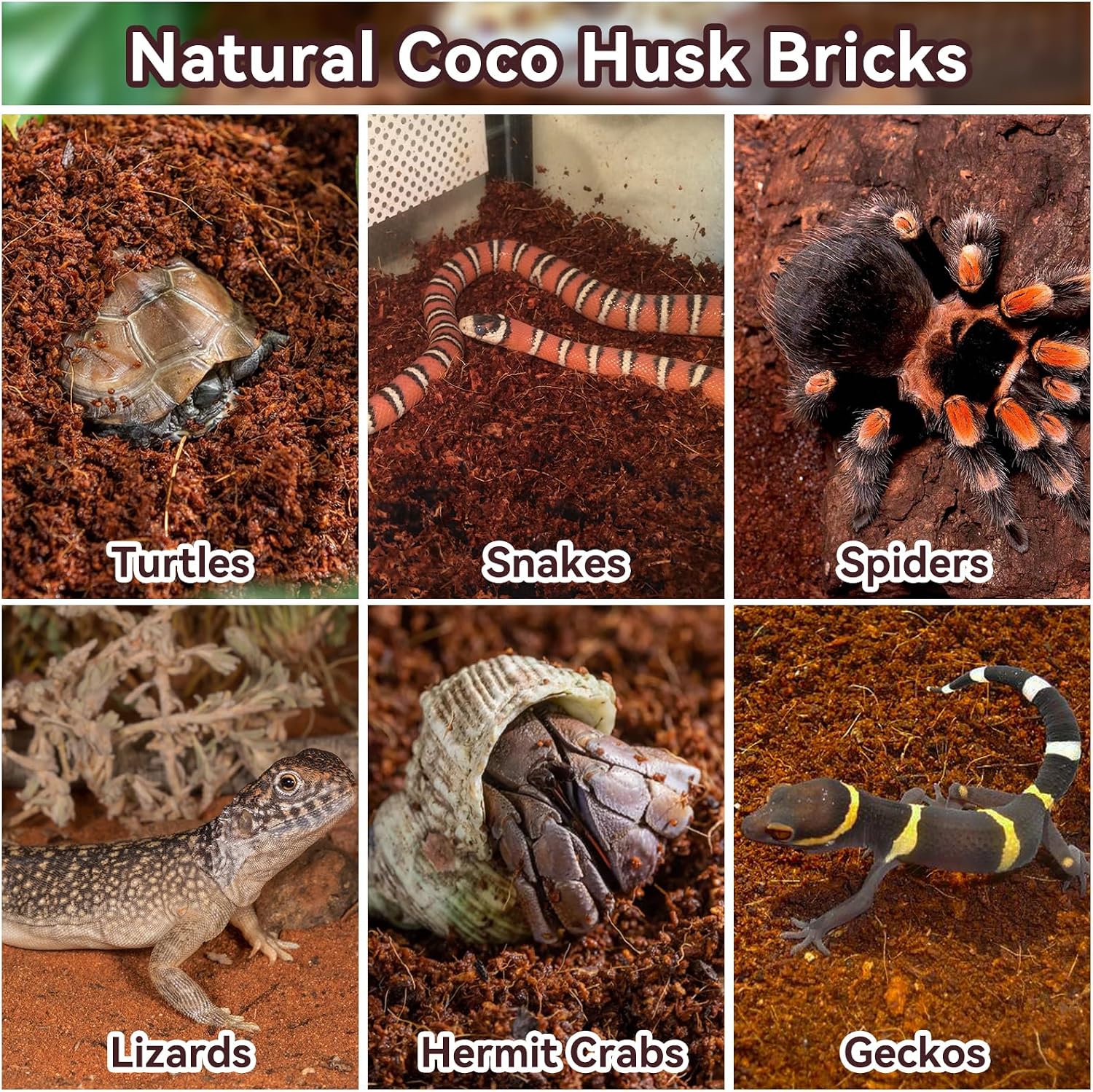 Legigo 8 Pack Coconut Fiber Substrate, Natural Coco Coir Bedding for Reptiles Turtles, Tortoises, Snake, Hermit Crab, Gecko, Lizard, Bioactive Terrarium Soil for Humidity Control and Plant Substrate - Image 5