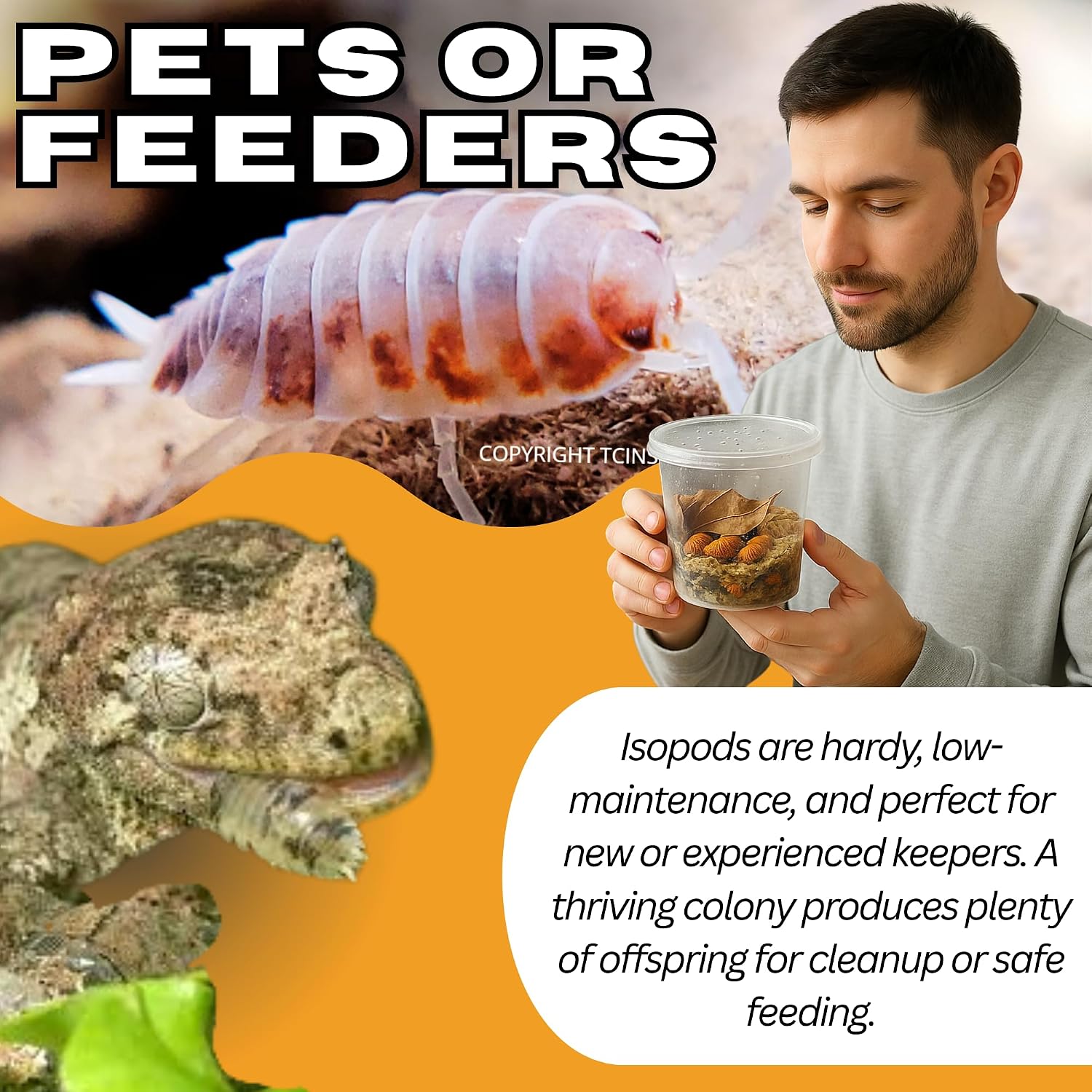 Live 10ct Powder Orange Cream Isopods (Porcellionides Pruinosus) Cleanup Crew & Reptile Food - by TC INSECTS - Image 3