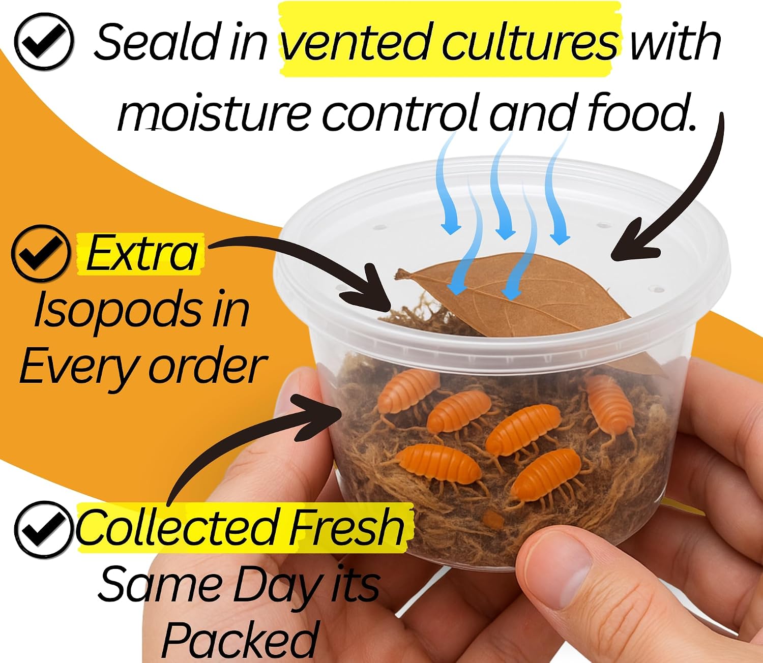 Live 10ct Powder Orange Cream Isopods (Porcellionides Pruinosus) Cleanup Crew & Reptile Food - by TC INSECTS - Image 2
