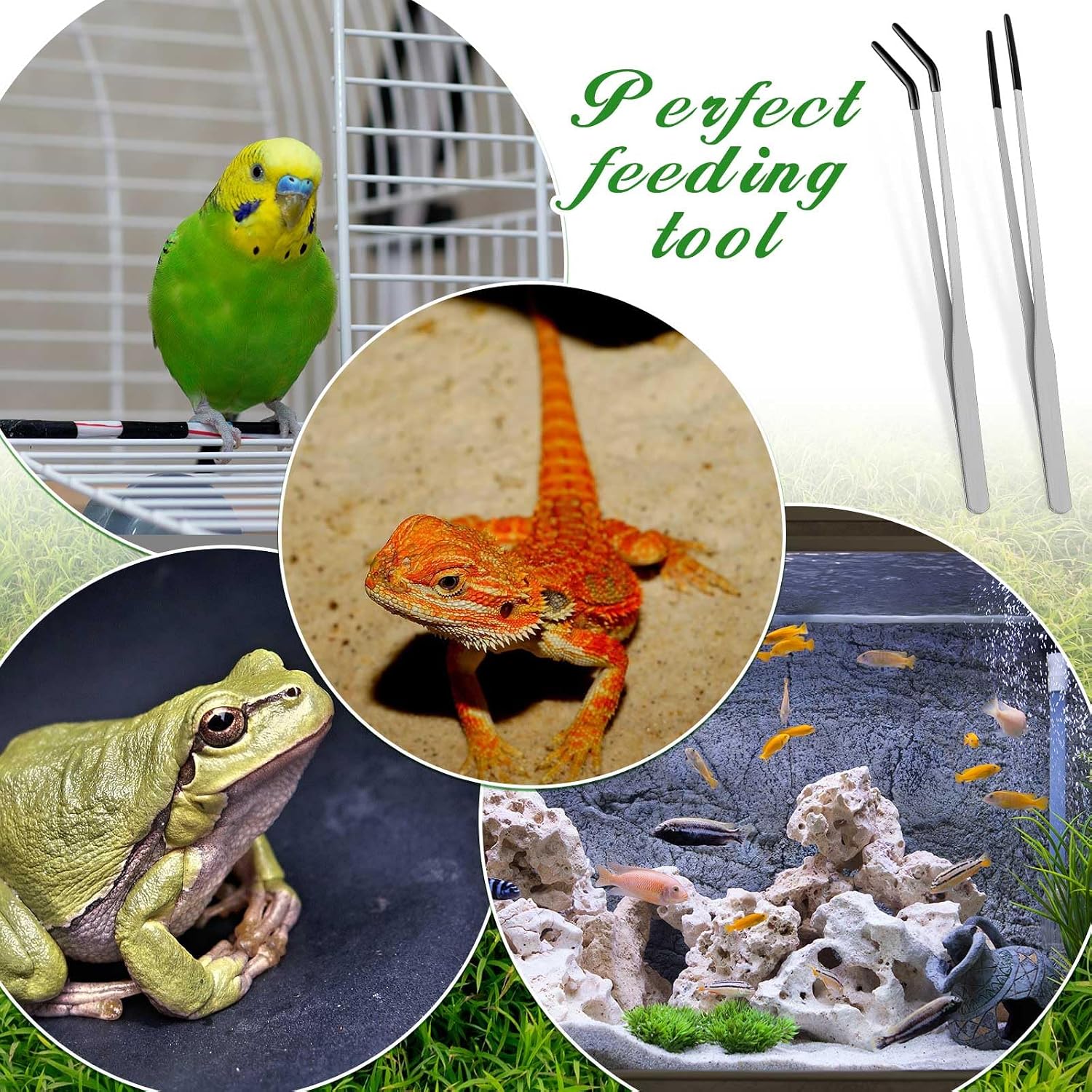 Lasnten 2 Pcs Extra Long Stainless Steel Reptile Feeding Tongs with Rubber Tip 10 Inch, 10.5 Inch Bearded Dragon Aquarium Straight and Curved Long Tweezer Terrarium Feeder Tool for Tank(Silver) - Image 6
