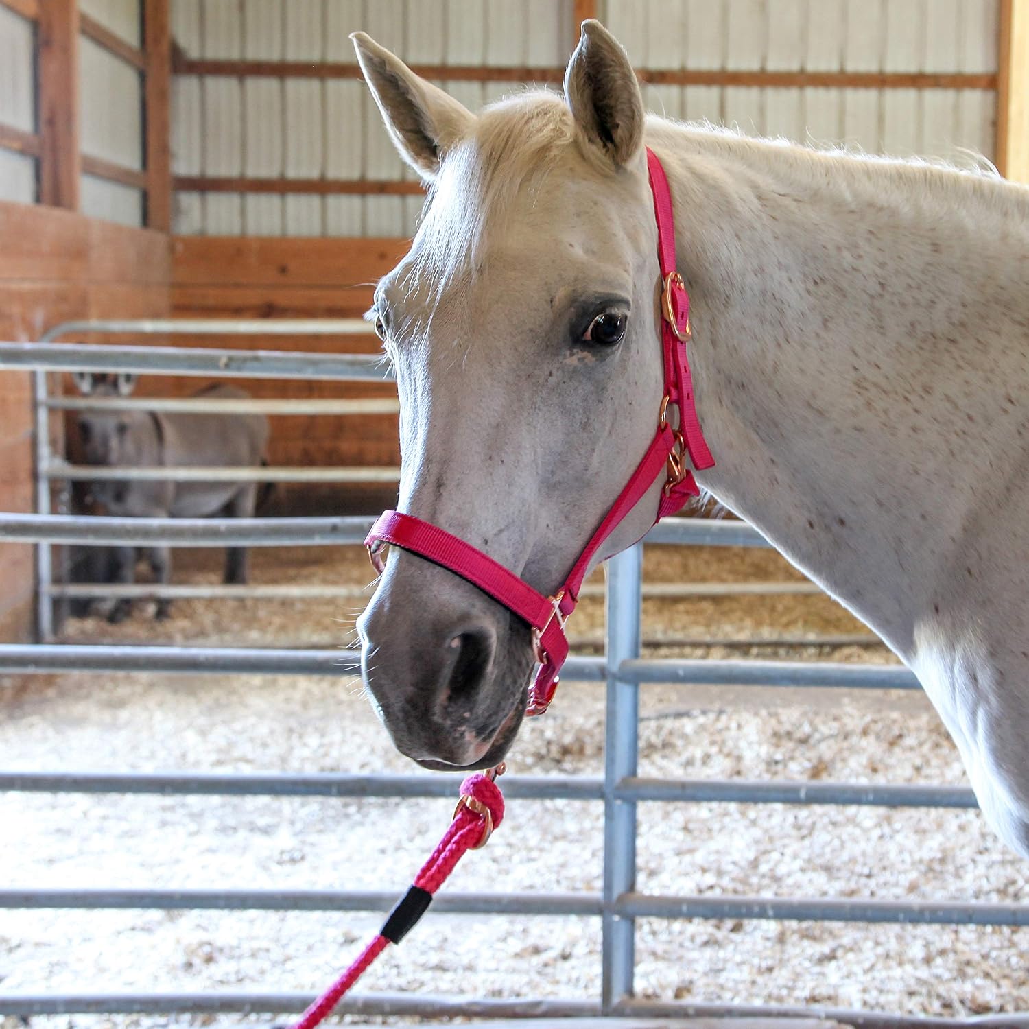 Majestic Ally Halter with Lead Rope for Horses–Adjustable Chin and Crown–Rolled Throat Latch with Replaceable Snap–Padded Noseband–Heavy Duty Rose Gold Finish Hardware - Image 3