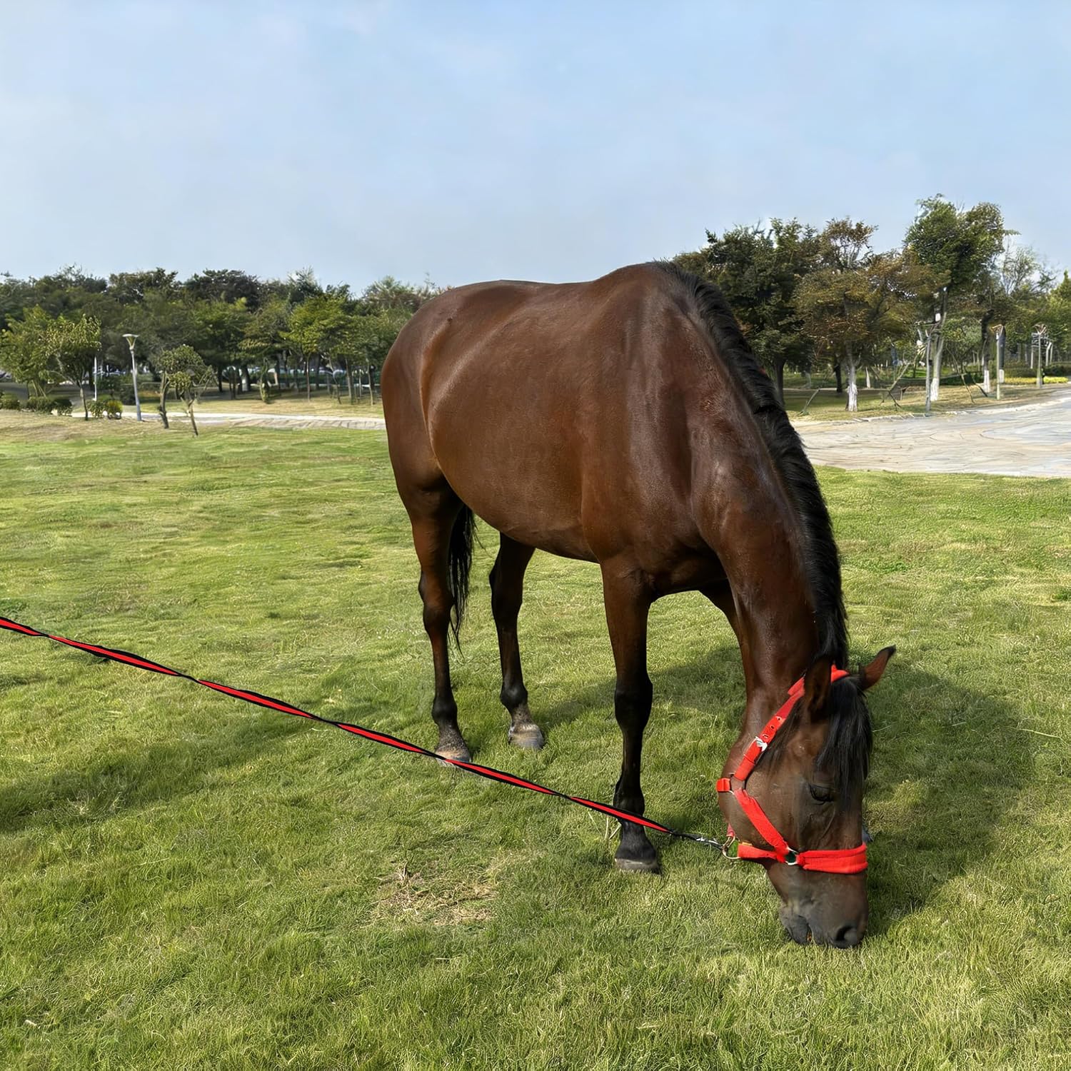 Horse Lunge Line, 26 ft Flat Lunge Line with Heavy Duty Swivel Snap and Trigger Buckle, for Horses Daily Training | Durable Equestrian Lunge Rope for Lunging, Ground Work - Image 7