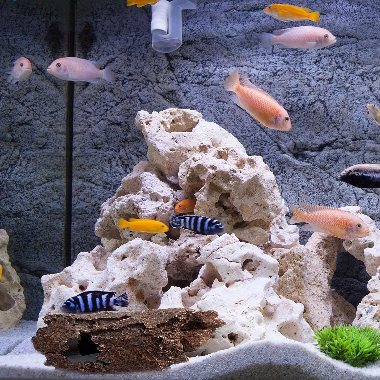Orchid Valley Reptile Hide, Fish Tank Accessories. Medium 10" Hollow Log for Aquarium, Lizard Hide Tank Decoration, Natural Looking Habitat or Betta Fish Tank Decoration for Hiding - Image 4
