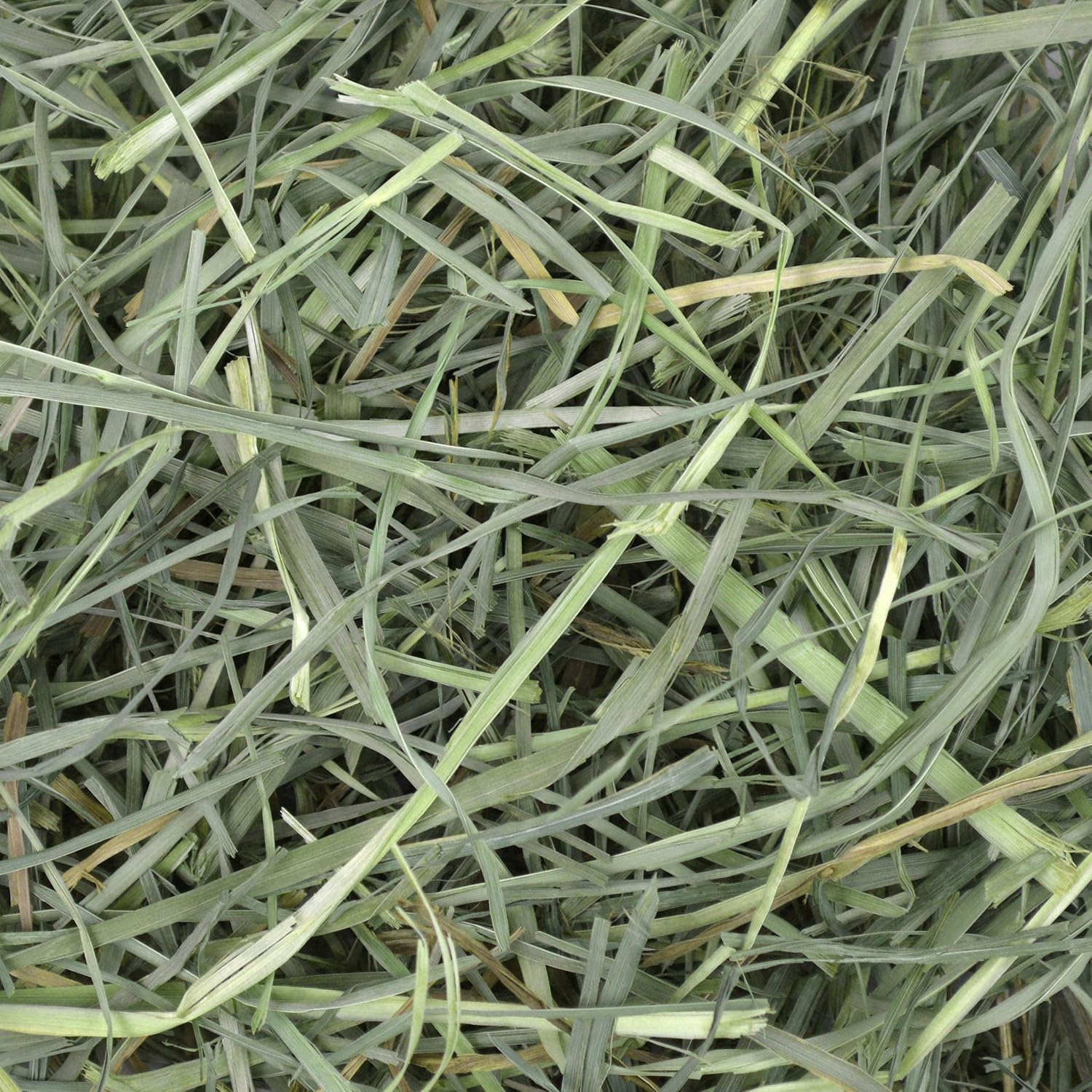 Oxbow Animal Health Orchard Grass, Guinea Pig Hay, Rabbit Hay, Small Pet Bunny Supplies, All Natural Grass for Guinea Pig, Bunny, Chinchilla & Hamster, Oxbow Rabbit Supplies for Bunnies, 9 lb. box - Image 15