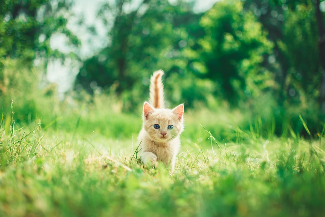 A playful kitten exploring its new home, surrounded by toys and a cozy bed.