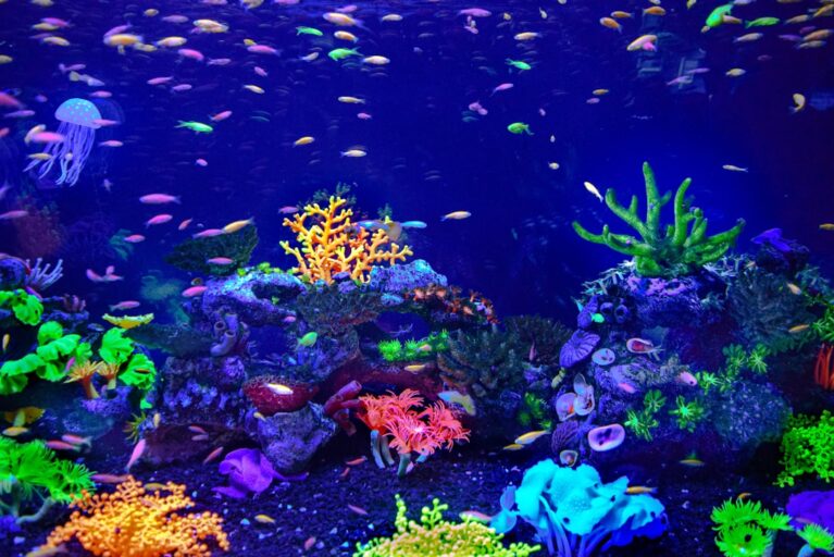 A Beginner’s Guide to Maintaining Clean Aquarium Water