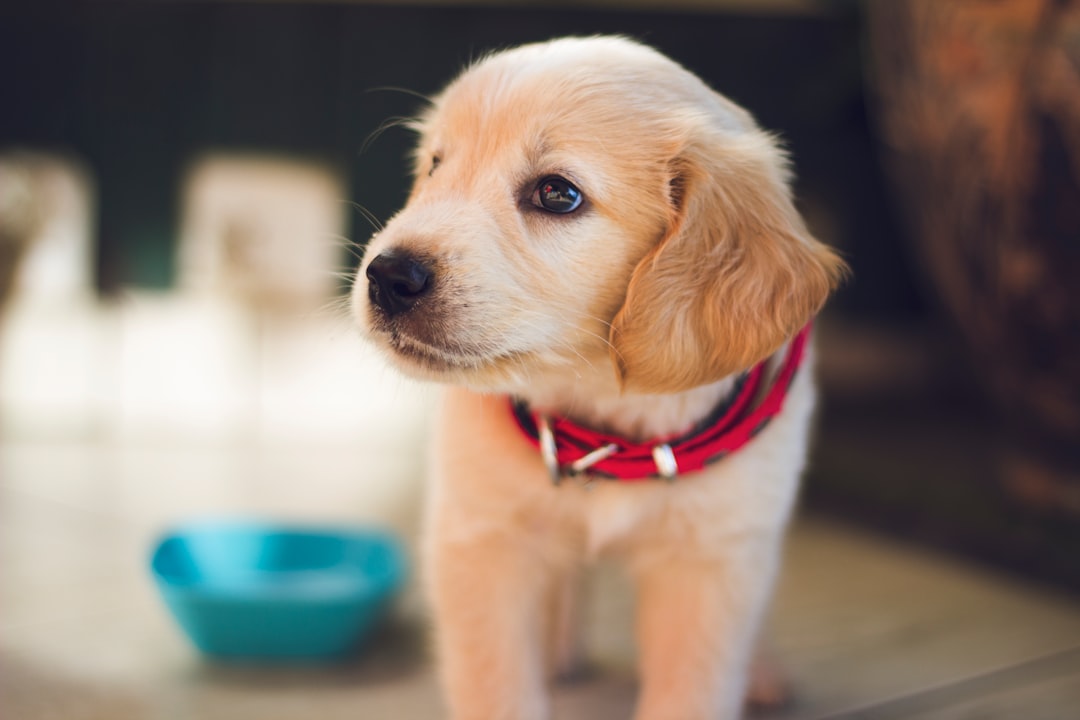 A happy puppy playing in a cozy home environment with toys and a comfortable bed.