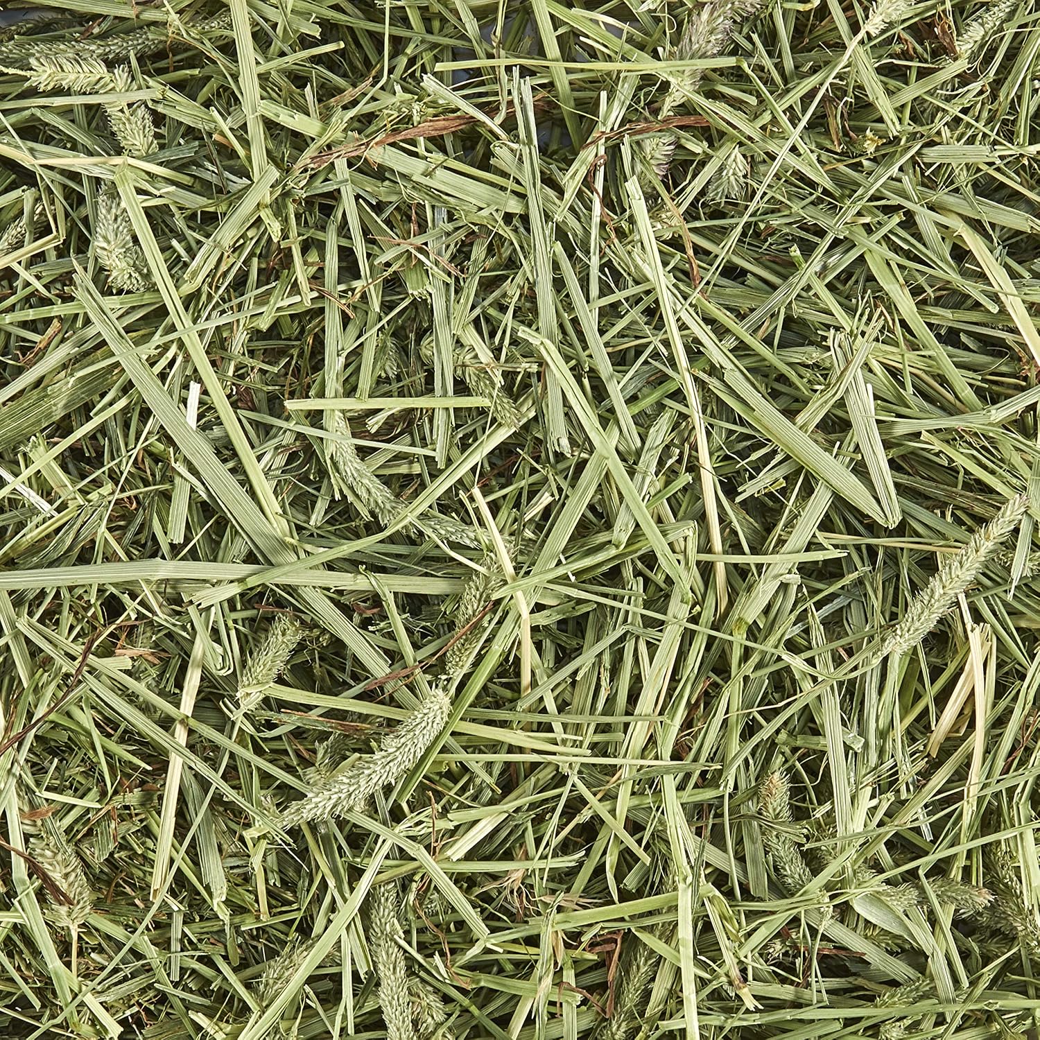 Kaytee Timothy Hay, High Fiber, Grown Specifically for Small Animals, Rabbits, Guinea Pigs, Chinchillas, Ideal Bulk Order for Small Pets, 3 Pounds - Image 10