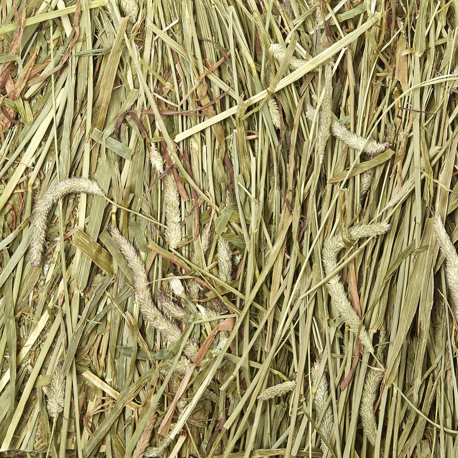 Kaytee Wafer Cut All Natural Timothy Hay for Pet Guinea Pigs, Rabbits & Other Small Animals, 60 Ounce - Image 11
