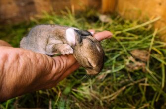 A healthy rabbit in a cozy environment with fresh vegetables and toys, showcasing proper care for small pets.
