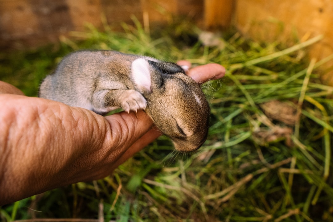 A healthy rabbit in a cozy environment with fresh vegetables and toys, showcasing proper care for small pets.