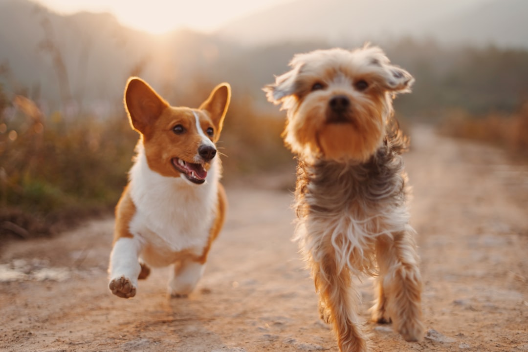 A happy pet enjoying a daily routine, featuring a dog playing outside, a cat lounging, and a small animal in a well-maintained habitat.