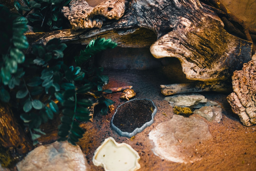 A well-designed reptile enclosure with natural elements like rocks, plants, and hiding spots, showcasing a comfortable environment for reptiles.