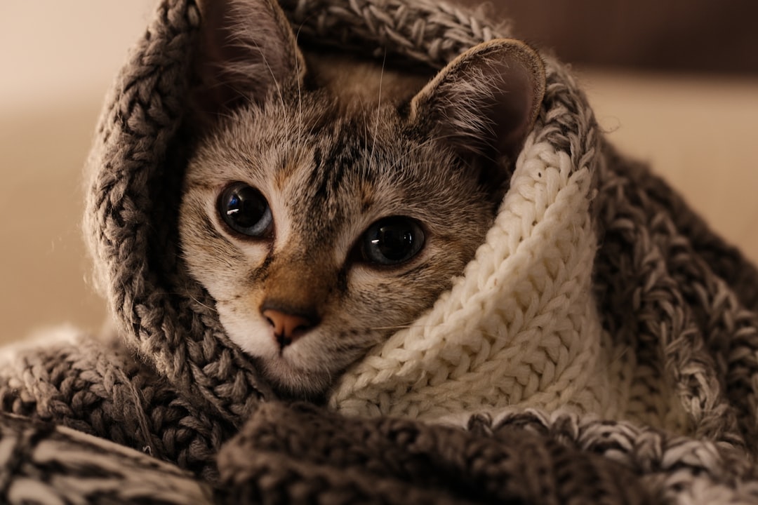 A warm and inviting pet area with soft bedding, toys, and natural light, showcasing a comfortable environment for pets.