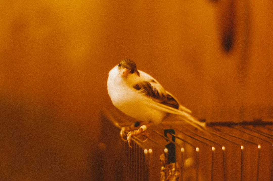 A cozy and colorful birdcage setup with various perches, toys, and natural elements, showcasing a safe and stimulating environment for pet birds.