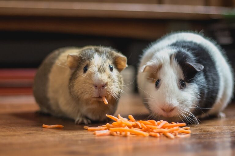How to Keep Hamsters, Guinea Pigs, and Ferrets Active