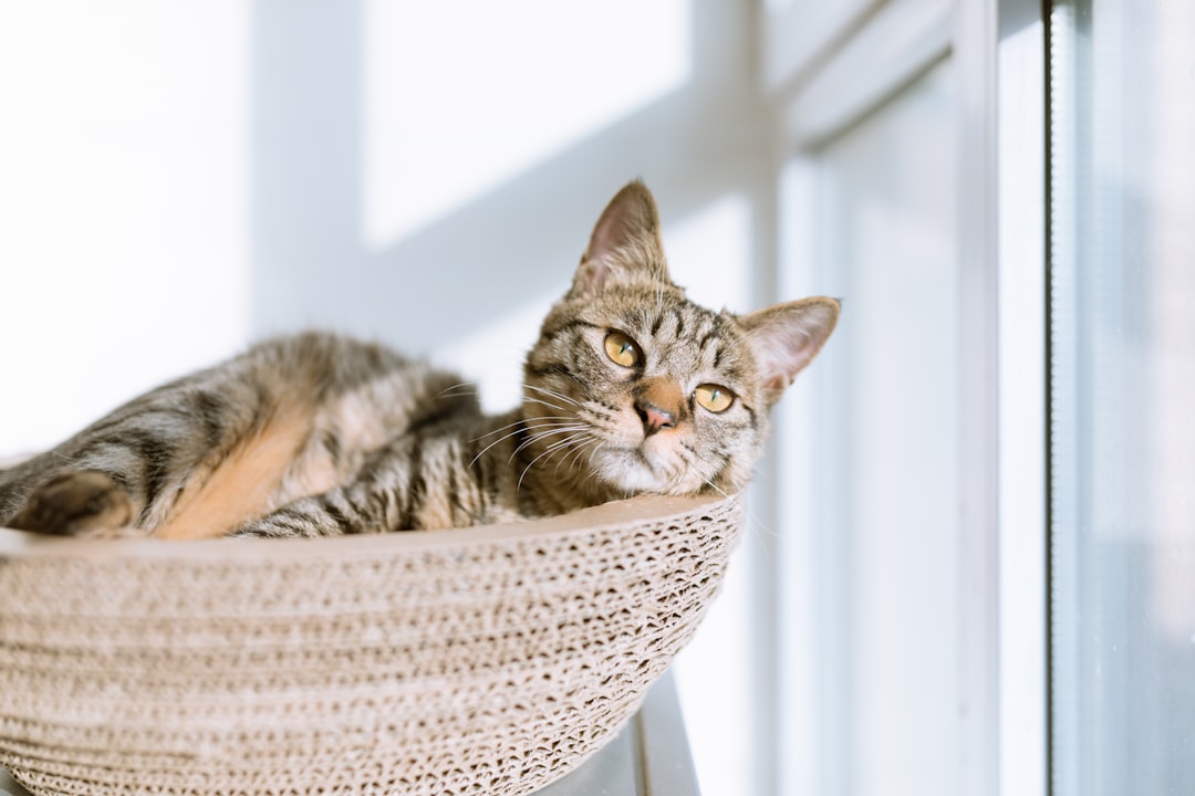 A playful indoor cat engaging with toys in a cozy living room setting.