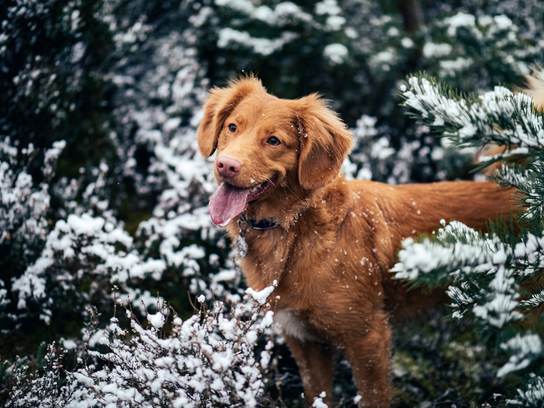 A cozy indoor setting with various pets like a dog, cat, and small mammals snuggled in warm blankets, surrounded by winter decorations.