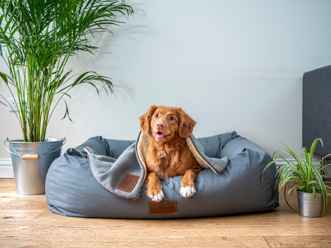 A cozy living room with pet supplies, a comfortable pet bed, and toys, creating a welcoming environment for a new pet.