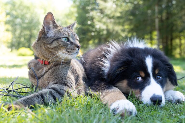 How to Recognize Common Changes in Your Pet’s Behavior
