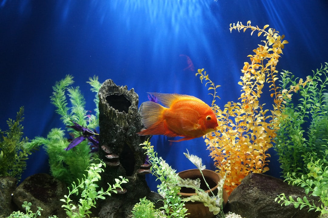 A beautifully arranged freshwater aquarium with vibrant plants and healthy fish swimming.