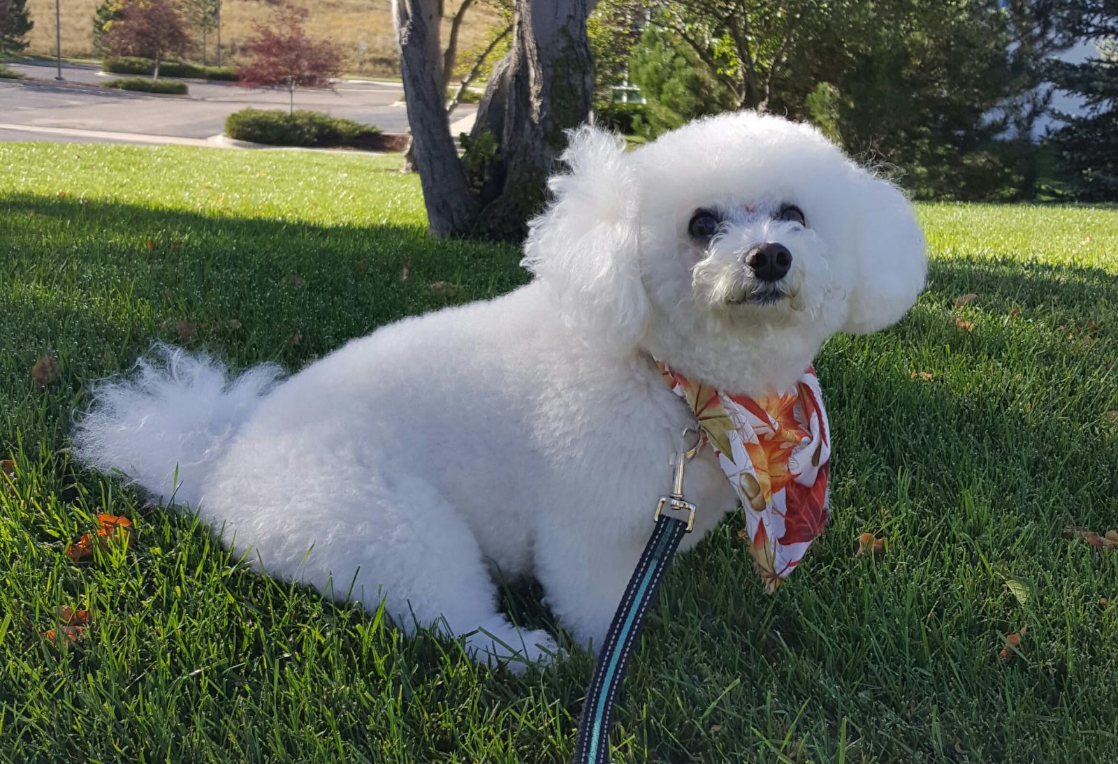 Shravs, the beloved pet who inspired Shravs.com