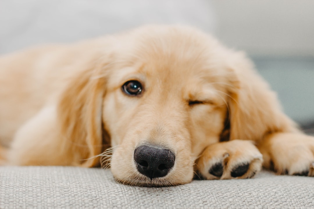 A concerned dog with a worried expression, sitting in a cozy home environment.