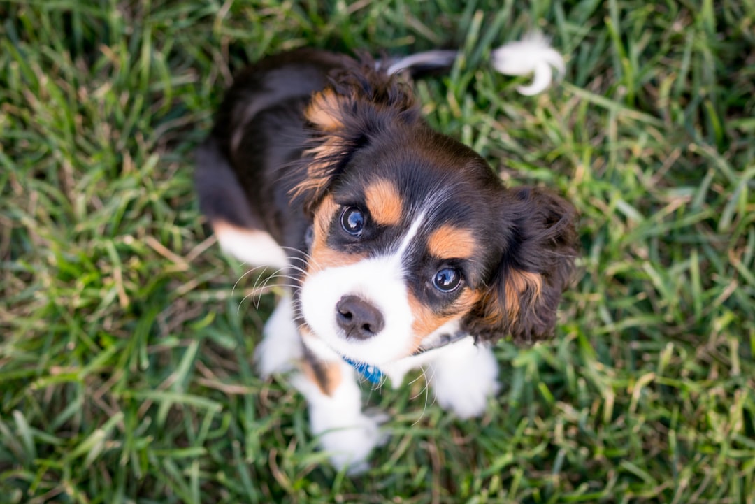 A dog sitting attentively next to a trainer in a park, showcasing a positive training session.