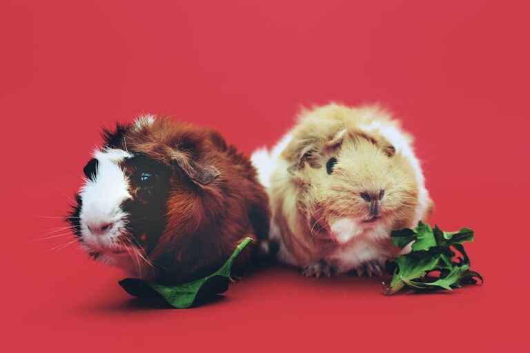 What to Know Before Bringing Home an Exotic Pet