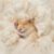 Sukh Natural Kapok Hamster Bedding – Natural Kapok Pet Bedding Dog Bed Stuffing Filling Stuff Animal Pack Pet Supplies for Cat Guinea Pig Chicken Bunny Duck Nesting Boxes Soft Warm Dust-Free 3.5OZ