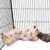 Large Caliber Guinea Pig Hideout & Hammock, Corner Hideout Toy for Guinea Pig, Ferret, Hedgehog, Piggy-2 Tunnel Strawberry