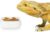 Ceramic Reptile Food Bowls, Reptile Water Food Dish (White, Small 1-Pack)